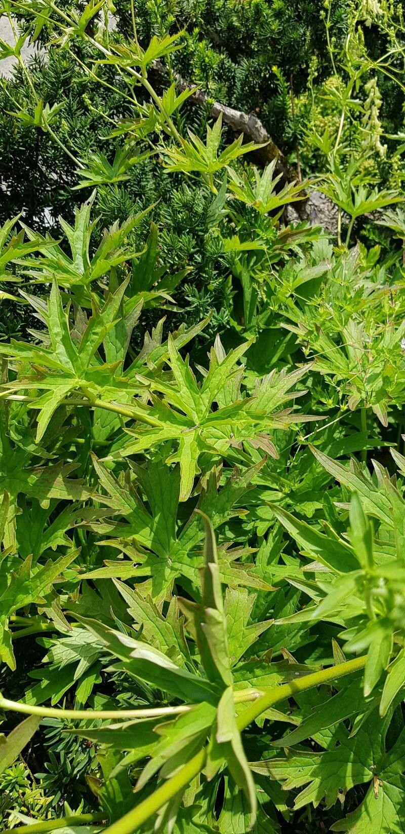 Aconitum krylovii — search result for 'Aconitum'