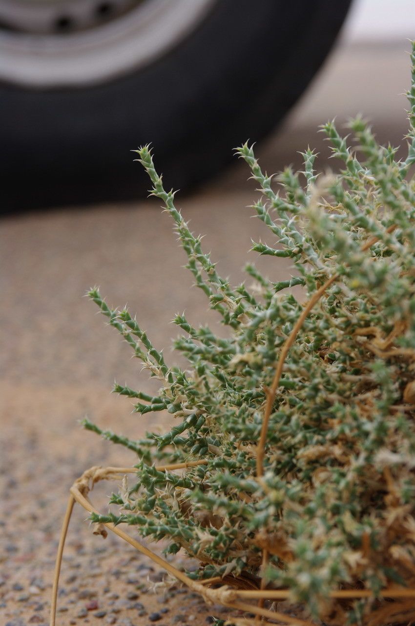 Cornulaca monacantha — search result for 'Chenopodiaceae'