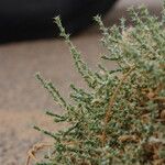 Cornulaca monacantha