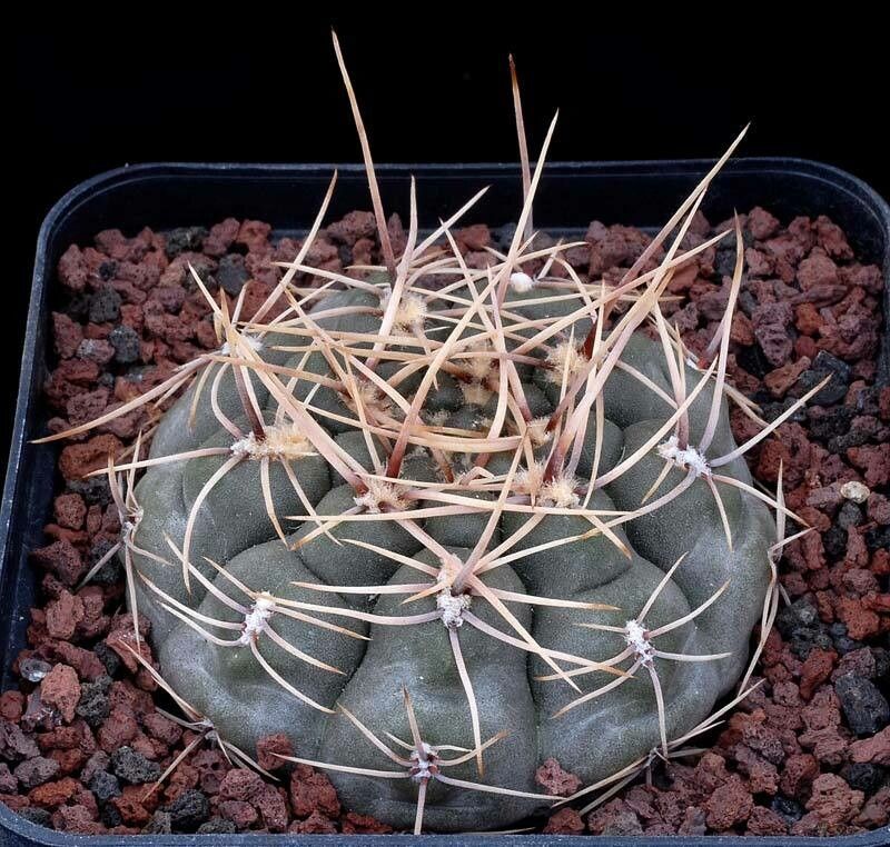 Gymnocalycium hyptiacanthum — search result for 'Gymnocalycium'
