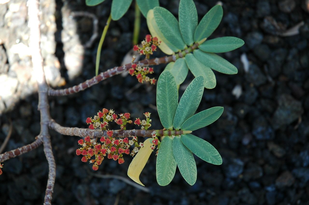 Euphorbia celastroides — houseplant care guide