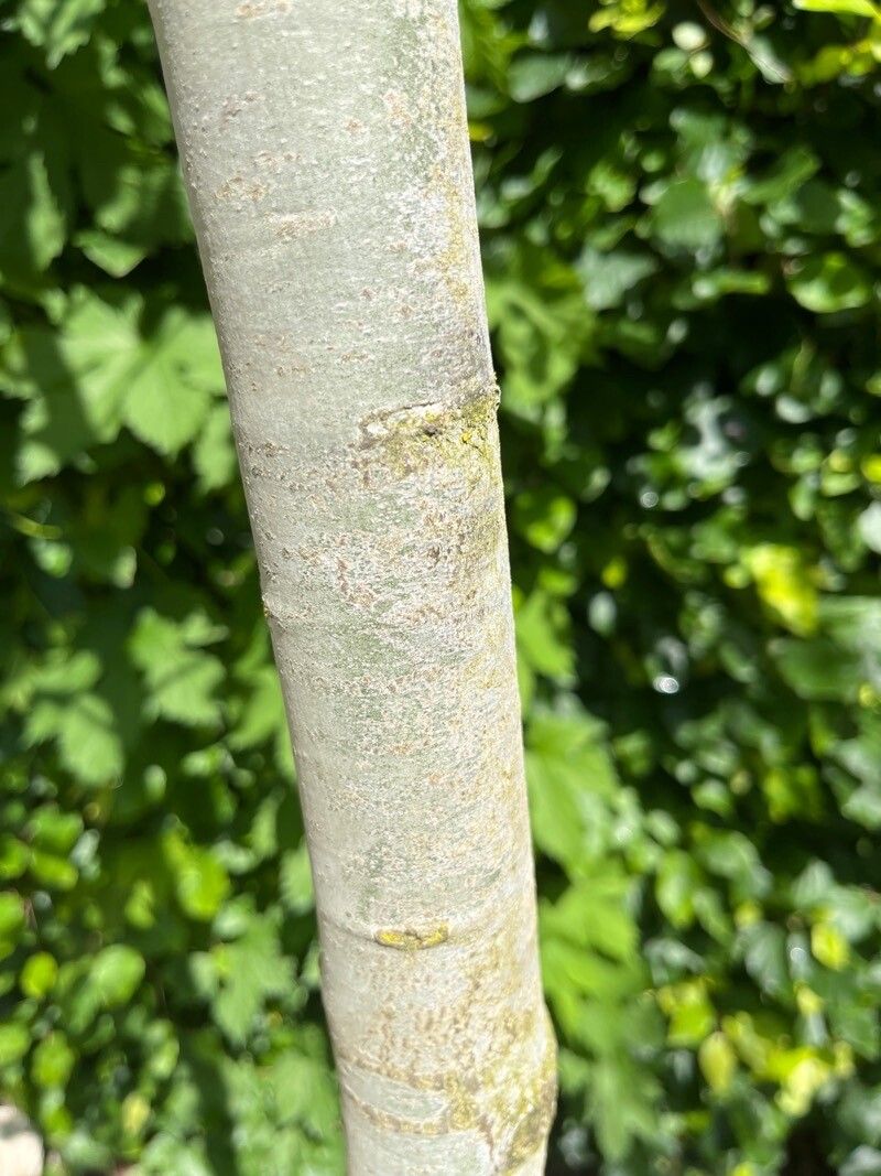 Quercus × cerrioides bark