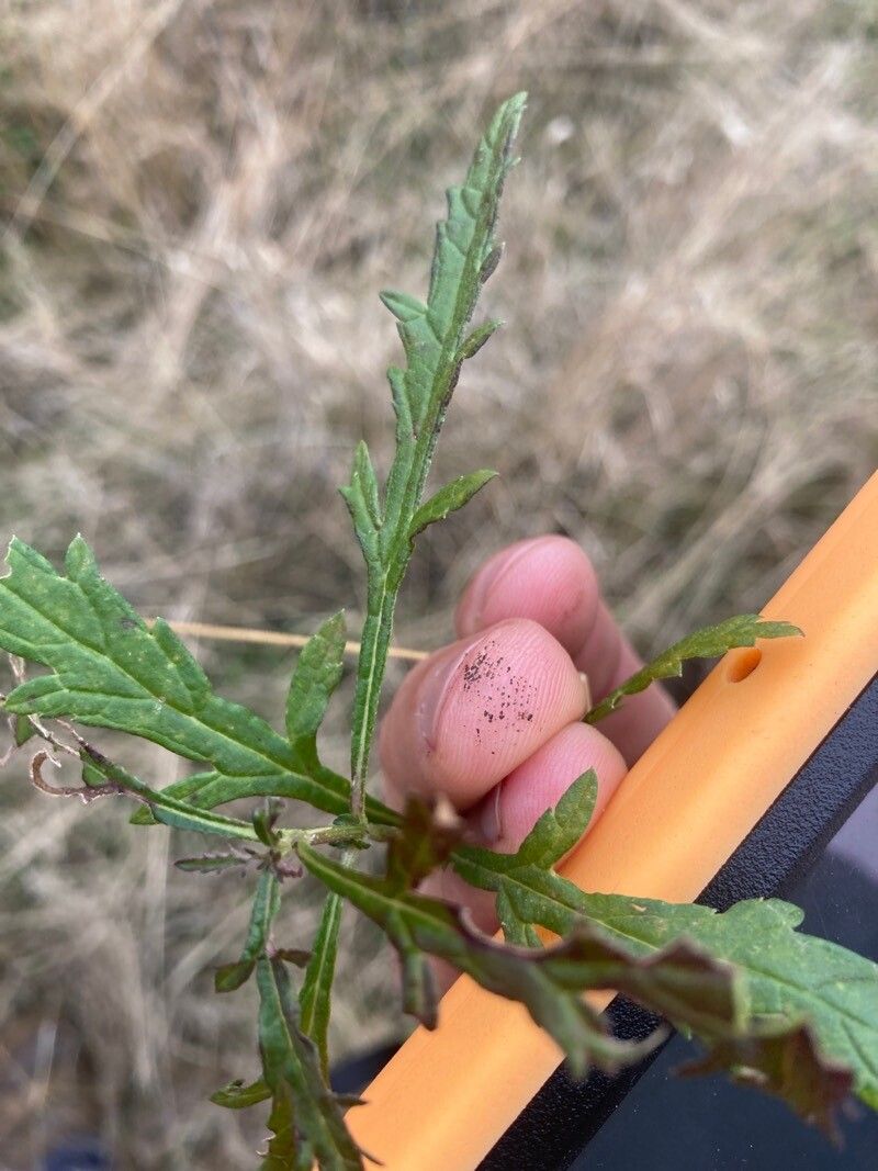 Haloragis stricta — related species from the same genus