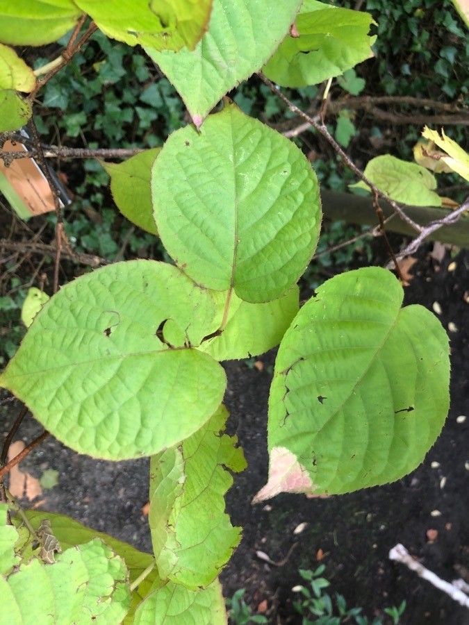 Actinidia kolomikta