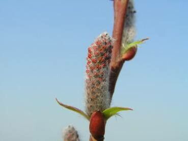 Salix pyrifolia flower
