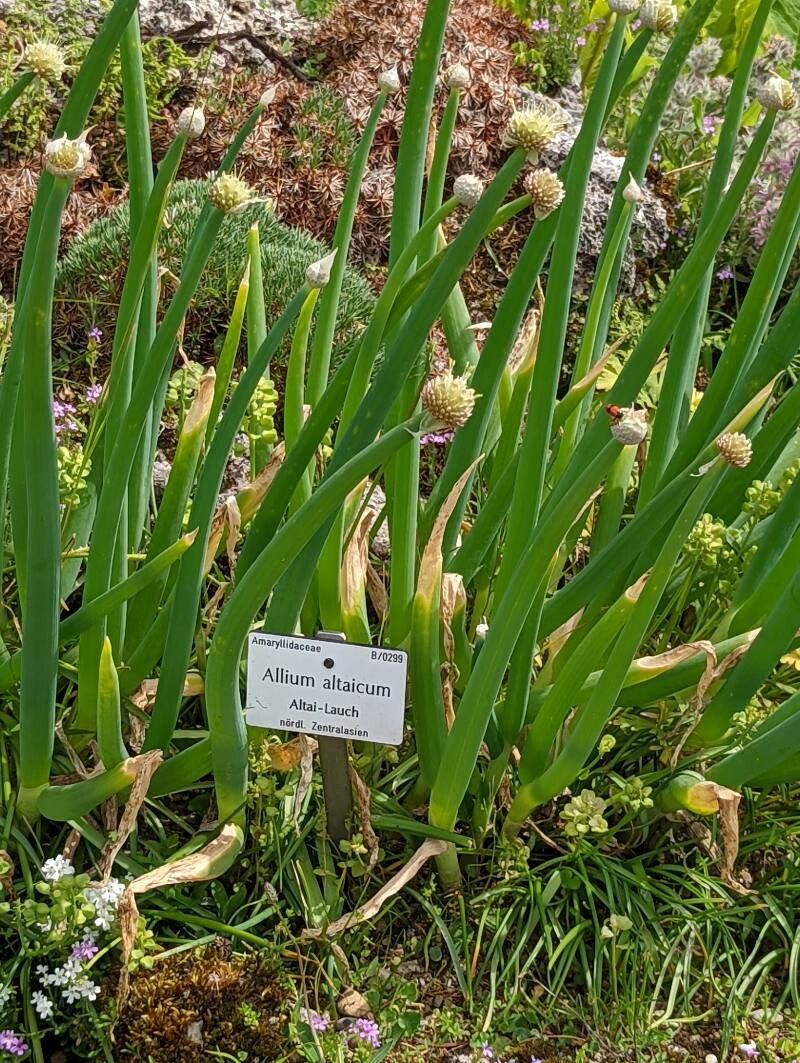 Allium altaicum habit