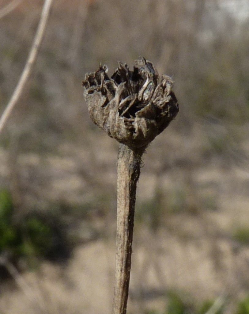 Lomelosia rutifolia fruit