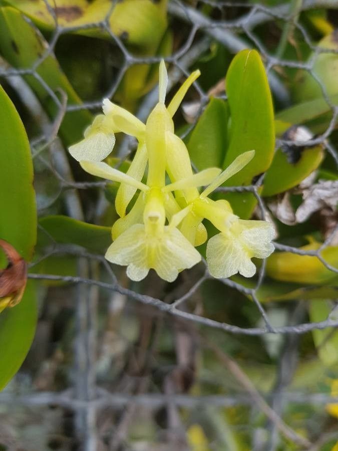 Epidendrum boricuarum — search result for 'Epidendrum'