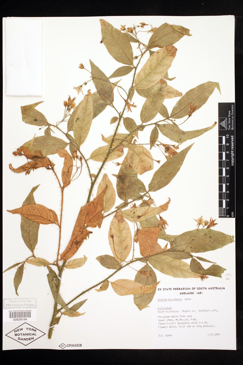 Solanum missimense — houseplant care guide