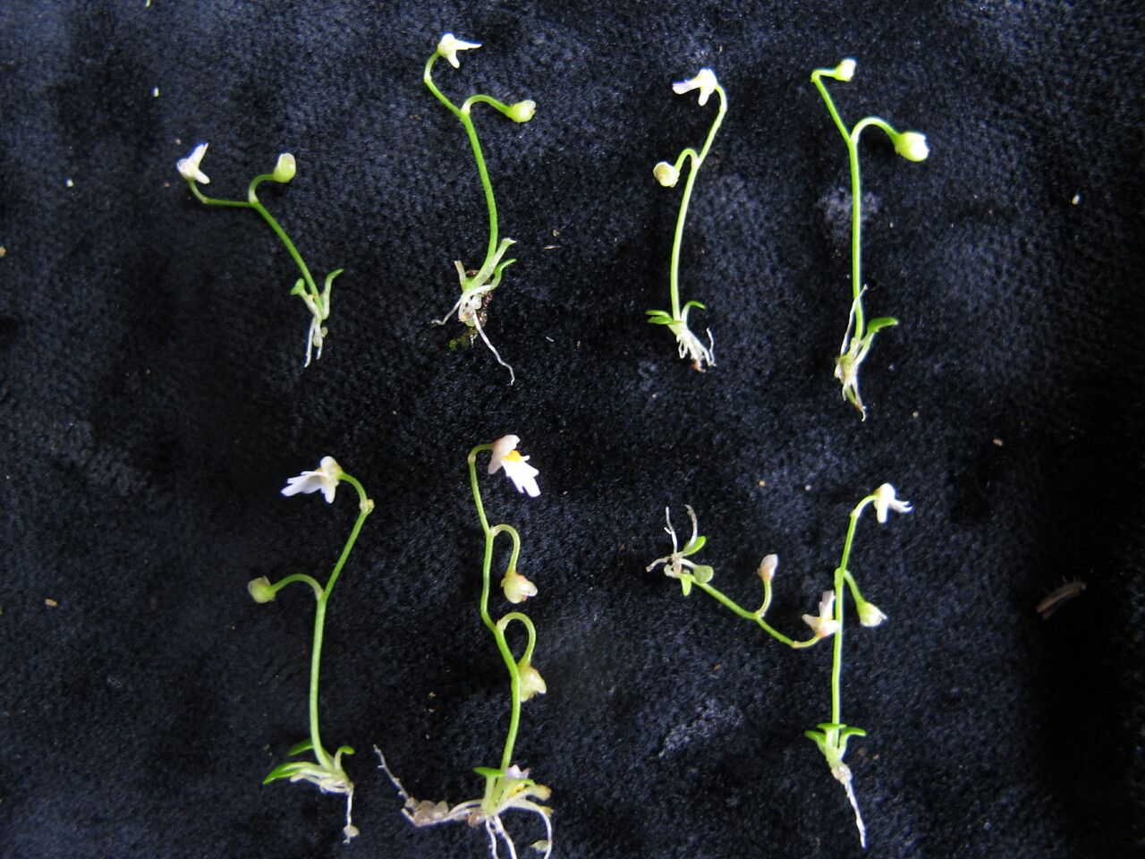 Utricularia multicaulis — houseplant care guide