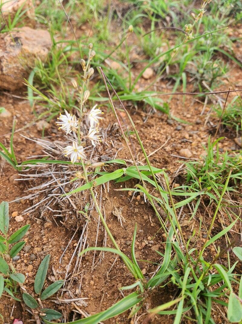 Chlorophytum affine flower