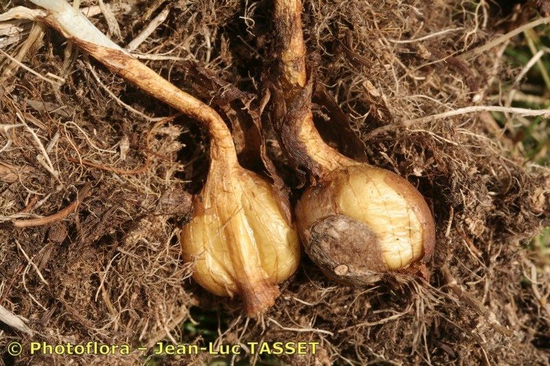 Colchicum nanum other