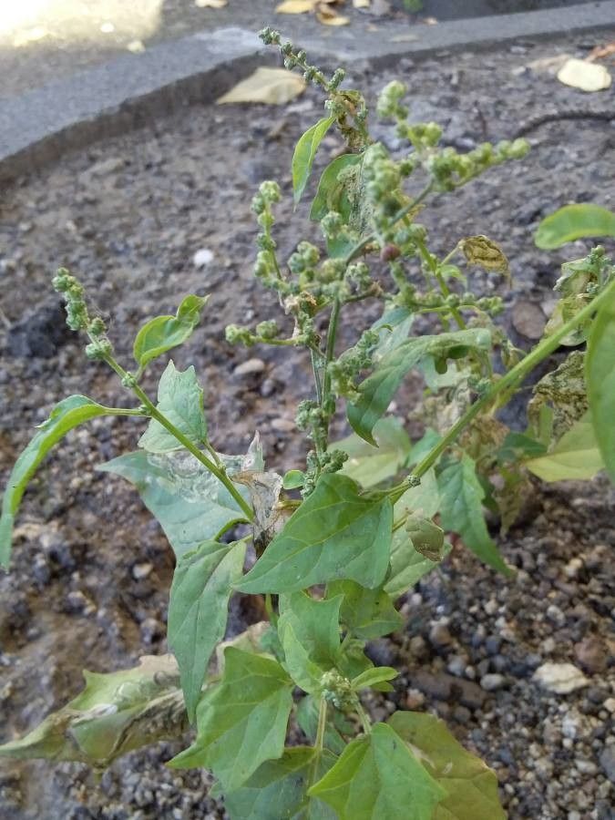 Chenopodiastrum hybridum flower