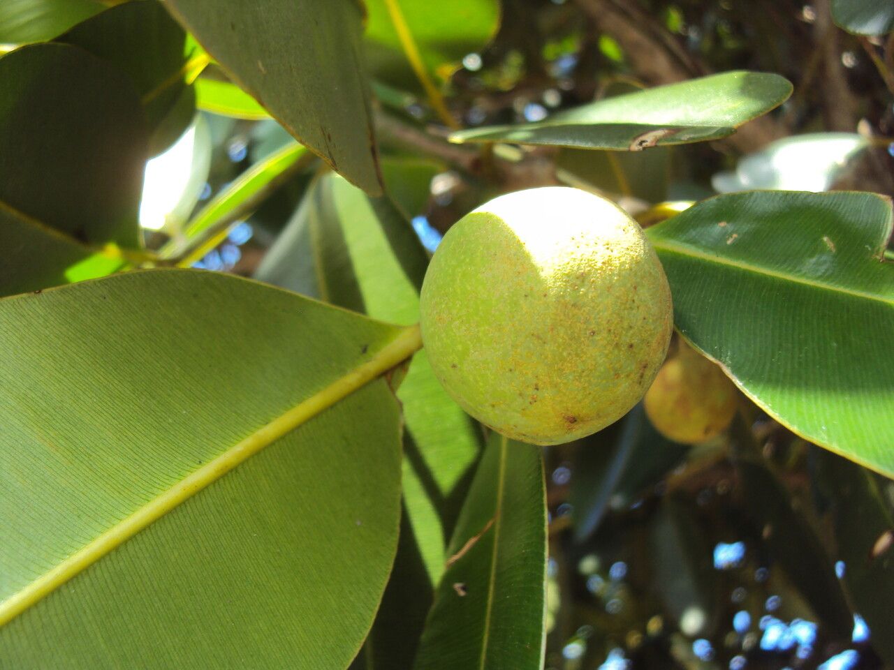 Calophyllum brasiliense fruit