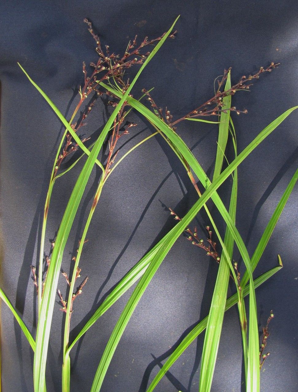 Scleria anceps — related species from the same genus