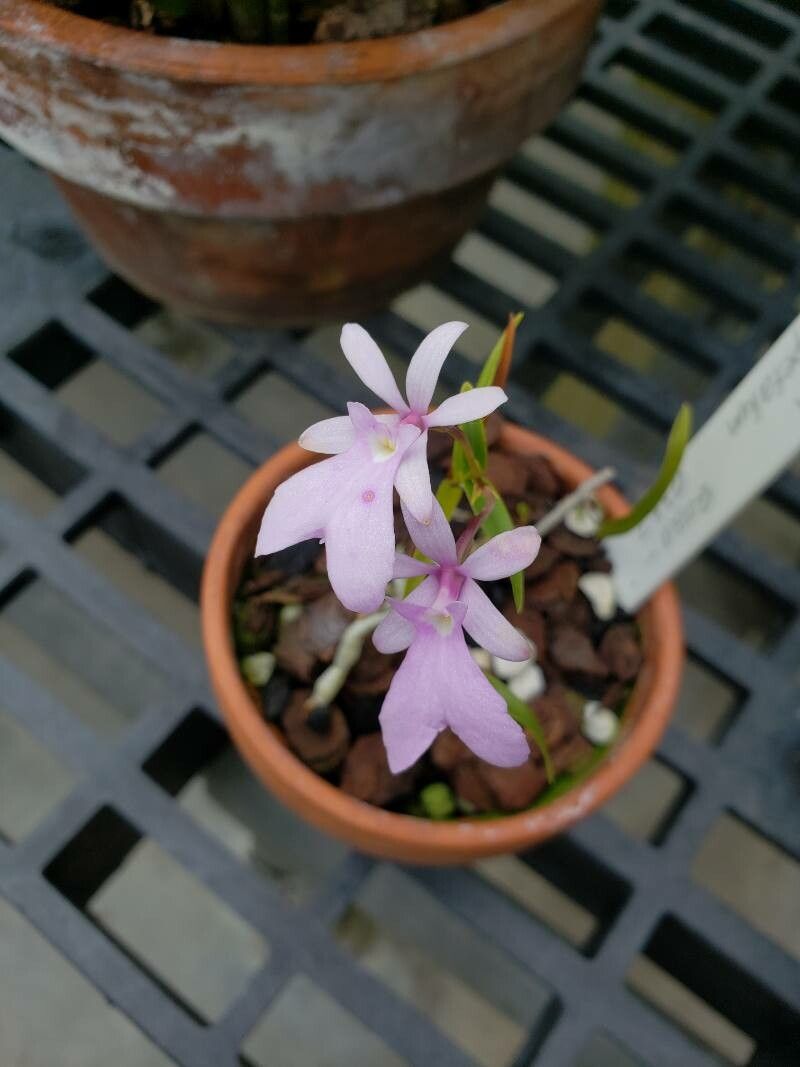 Epidendrum centropetalum flower