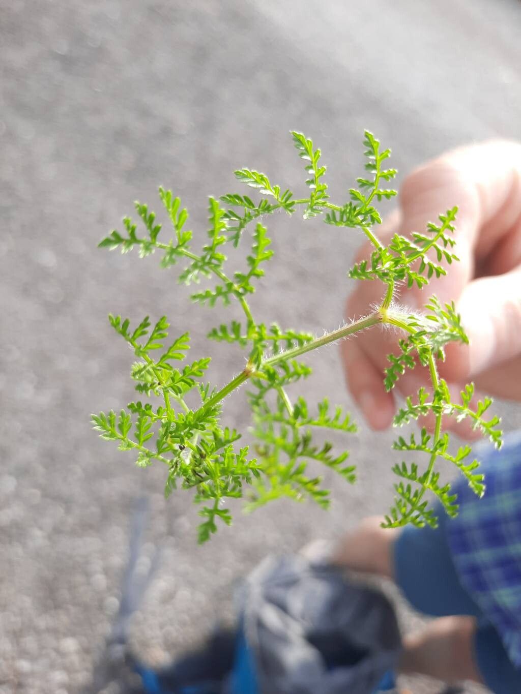 Chaerophyllum coloratum leaf