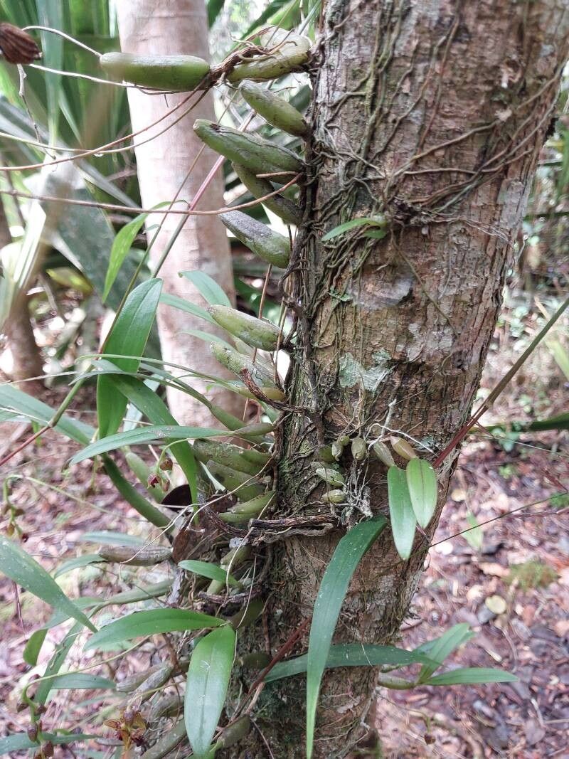 Bulbophyllum francoisii habit