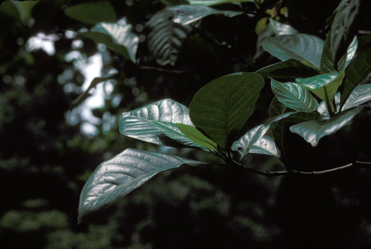 Atractocarpus versteegii bark