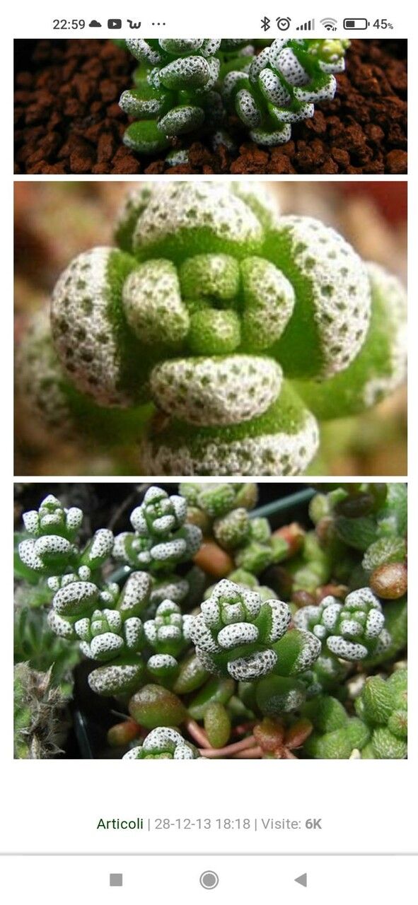 Crassula corallina leaf