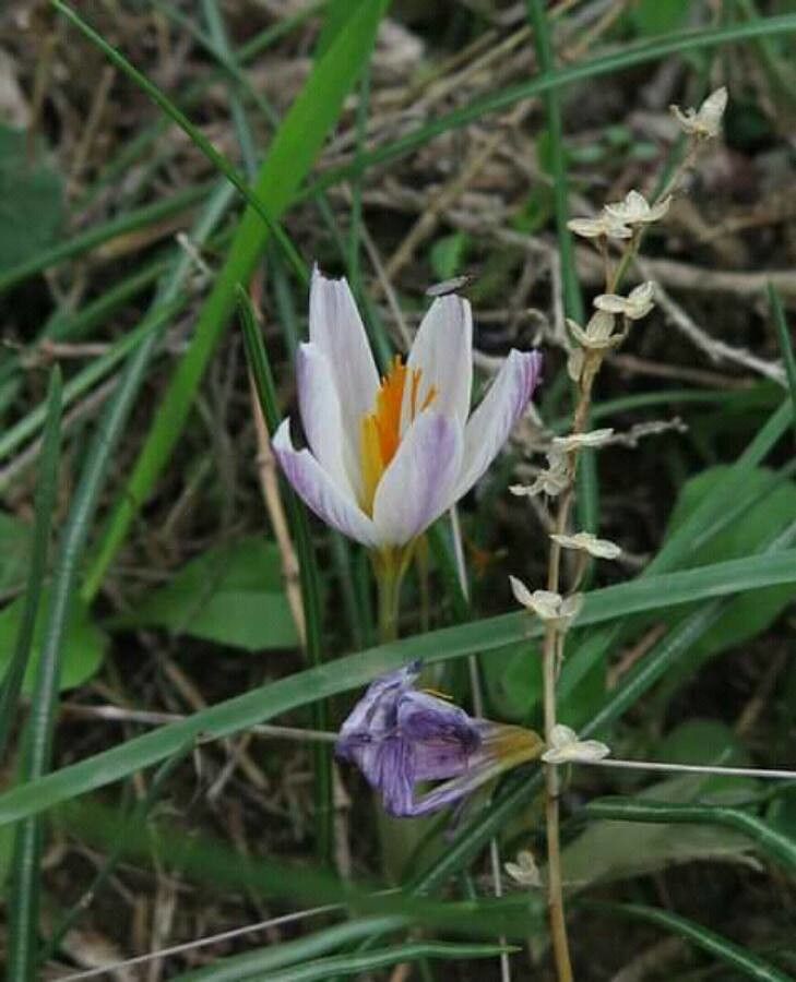Crocus aleppicus