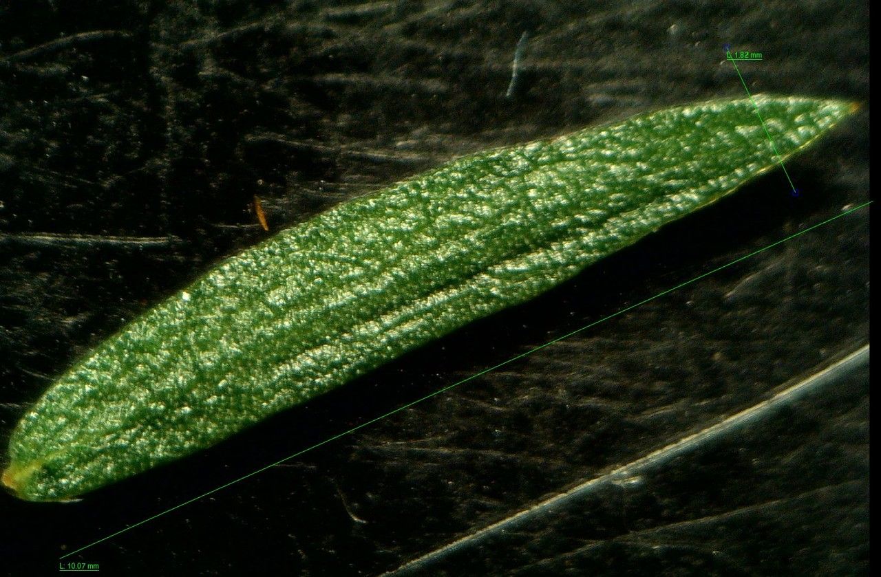 Genista micrantha — houseplant care guide