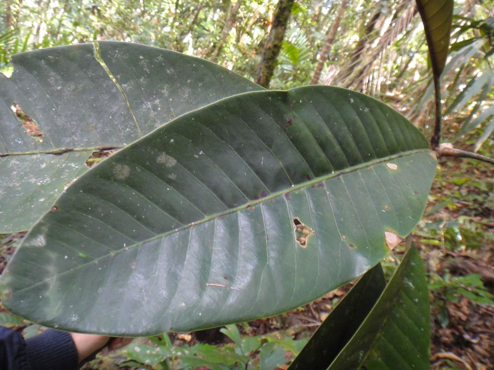 Pycnandra comptonii leaf