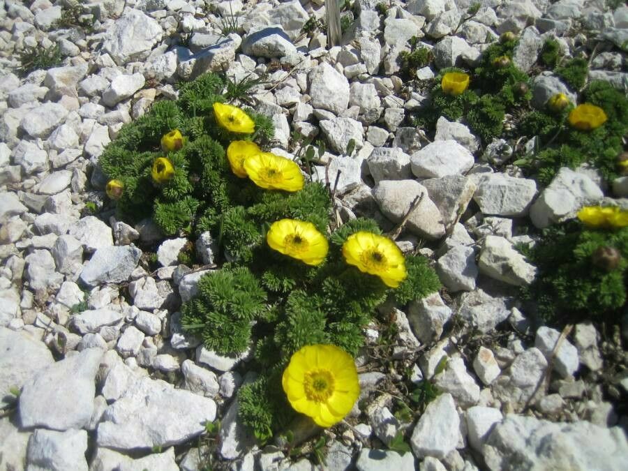 Adonis distorta — search result for 'Adonis'