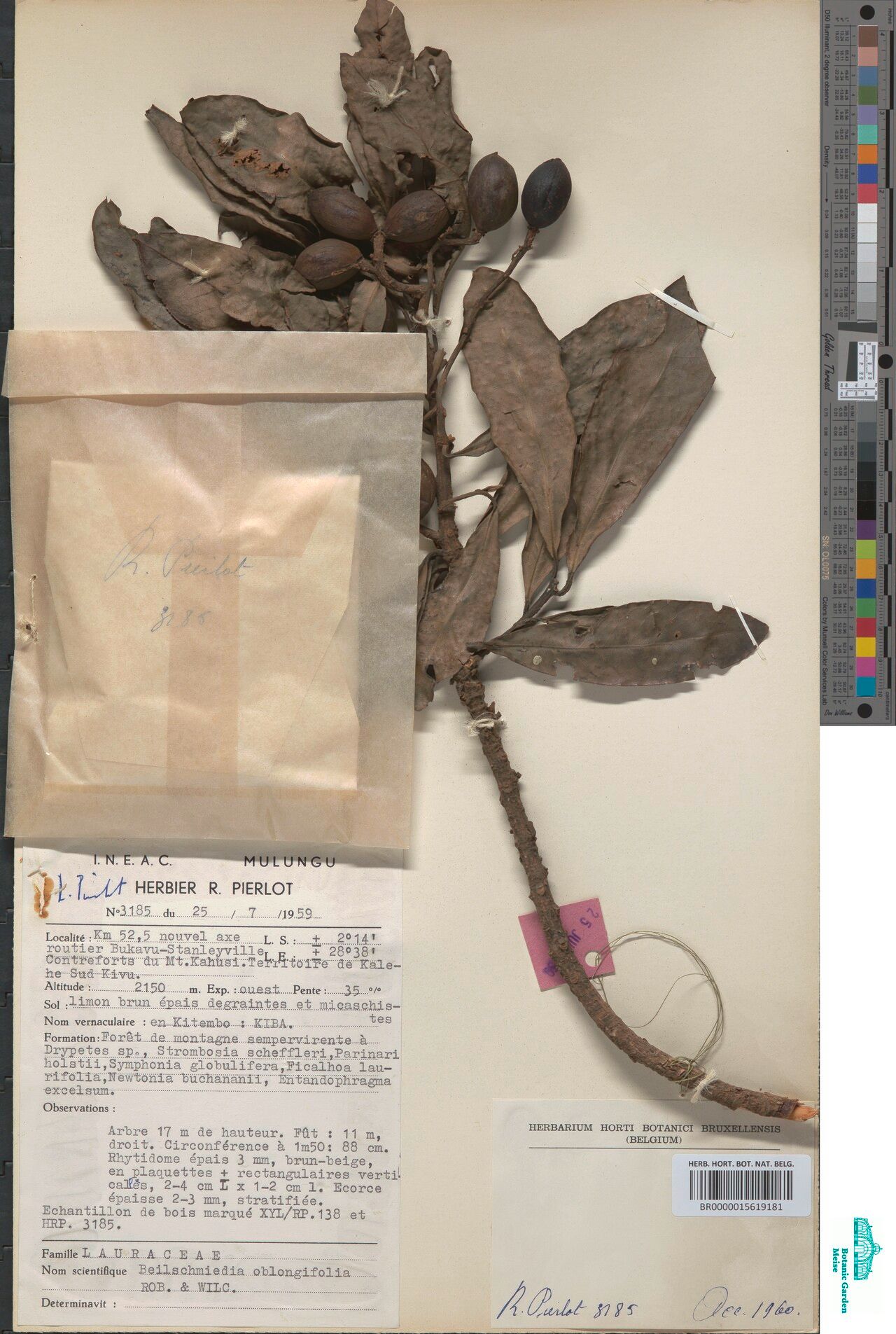 Beilschmiedia oblongifolia — houseplant care guide