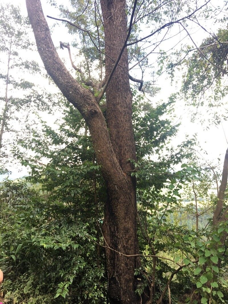 Choerospondias axillaris bark