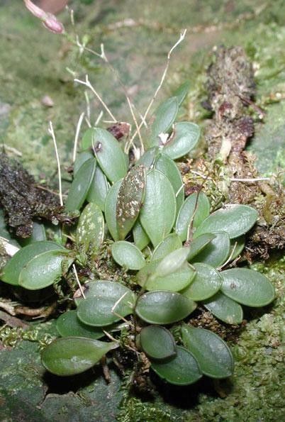 Specklinia lugduno-batavae habit