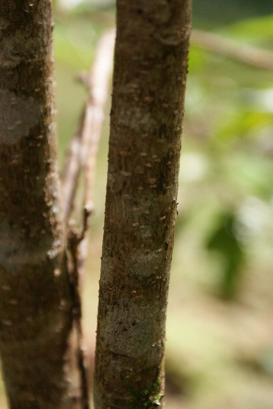 Antidesma madagascariense bark