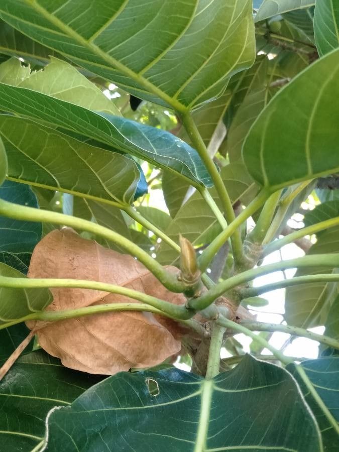 Ficus callosa — search result for 'Ficus'