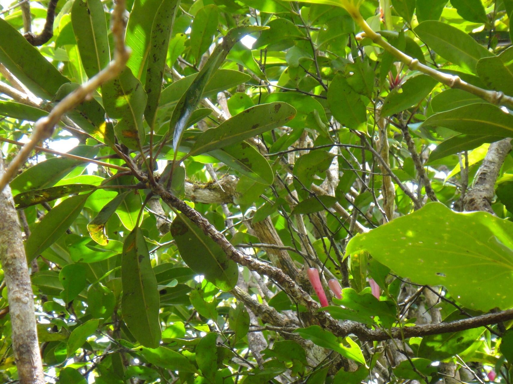Syzygium neocaledonicum habit