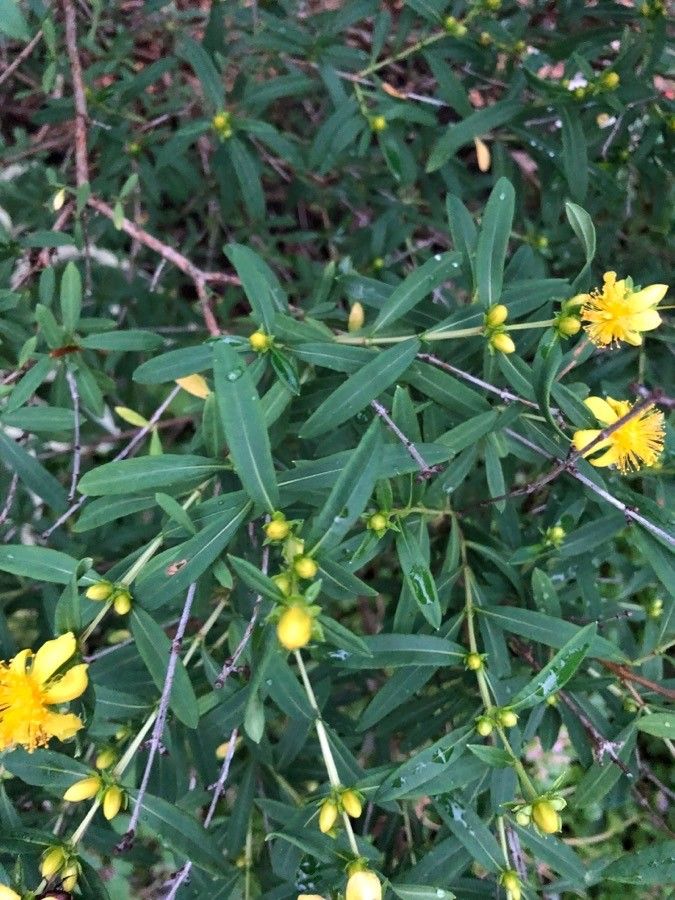 Hypericum prolificum leaf
