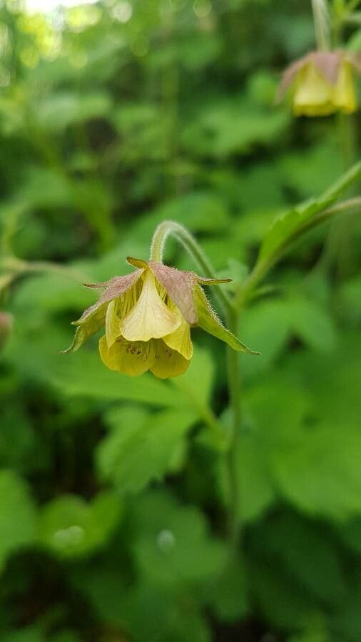 Geum x intermedium flower