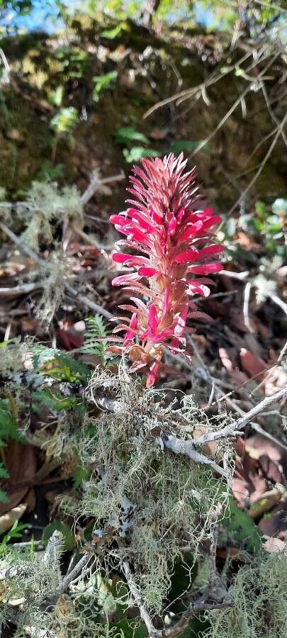 Pedicularis densiflora flower