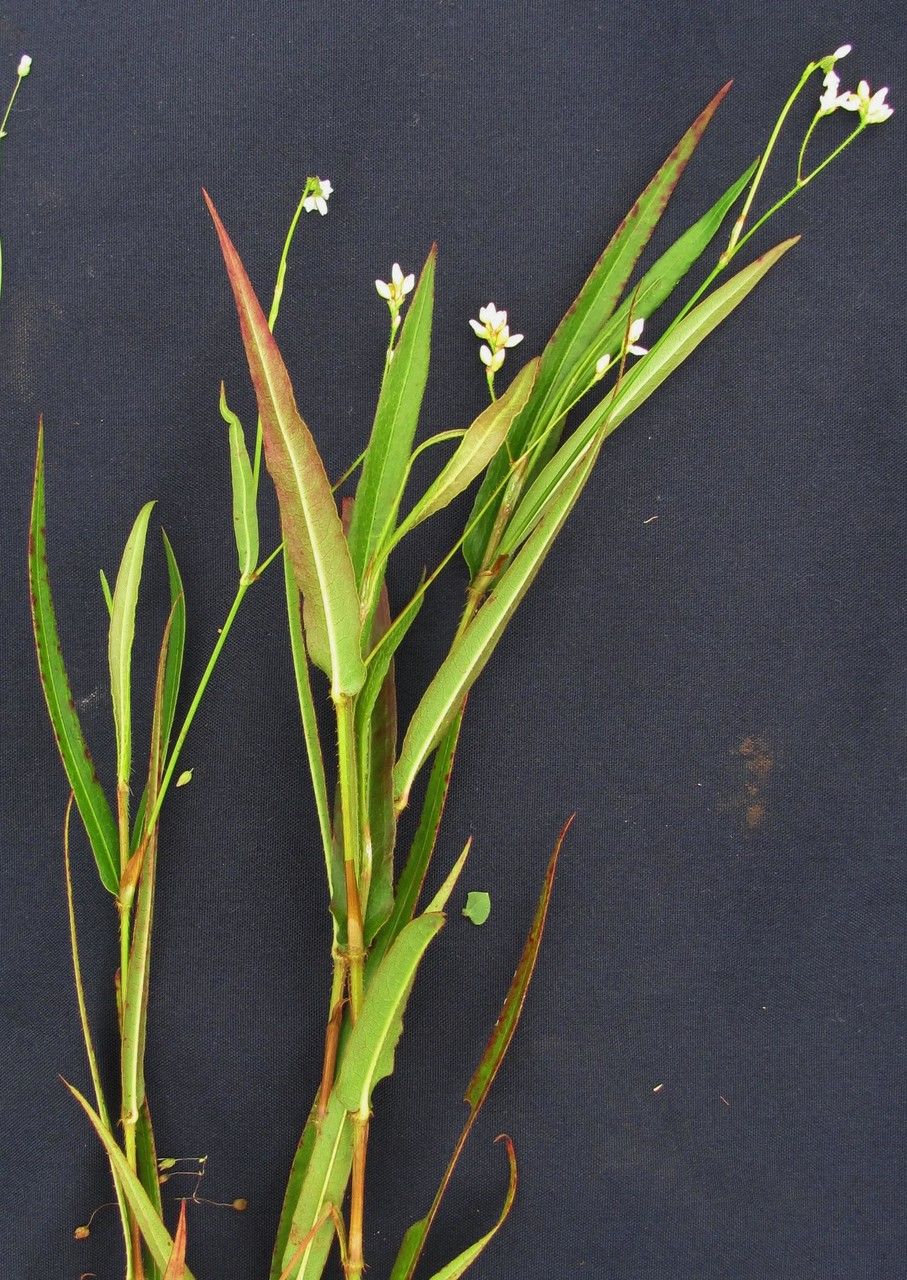 Polygonum meisnerianum other