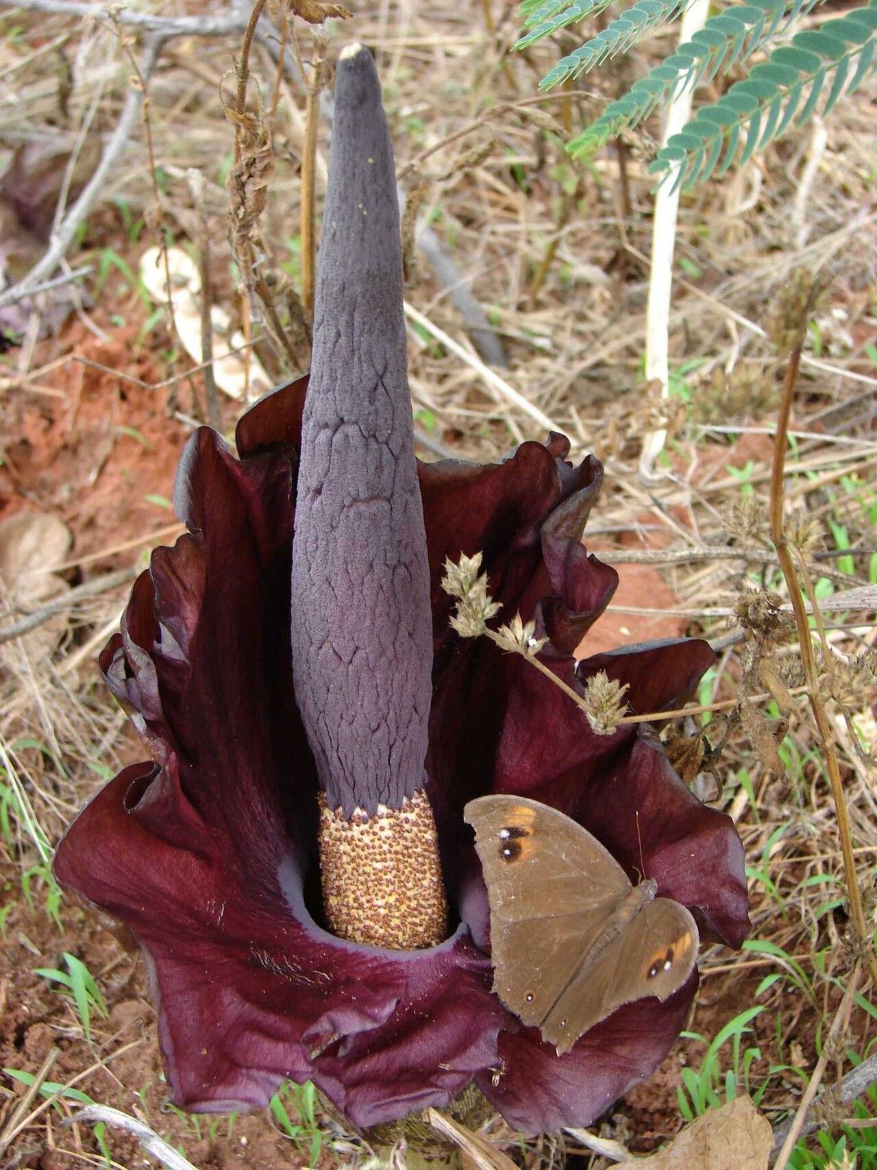 Amorphophallus mossambicensis — houseplant care guide