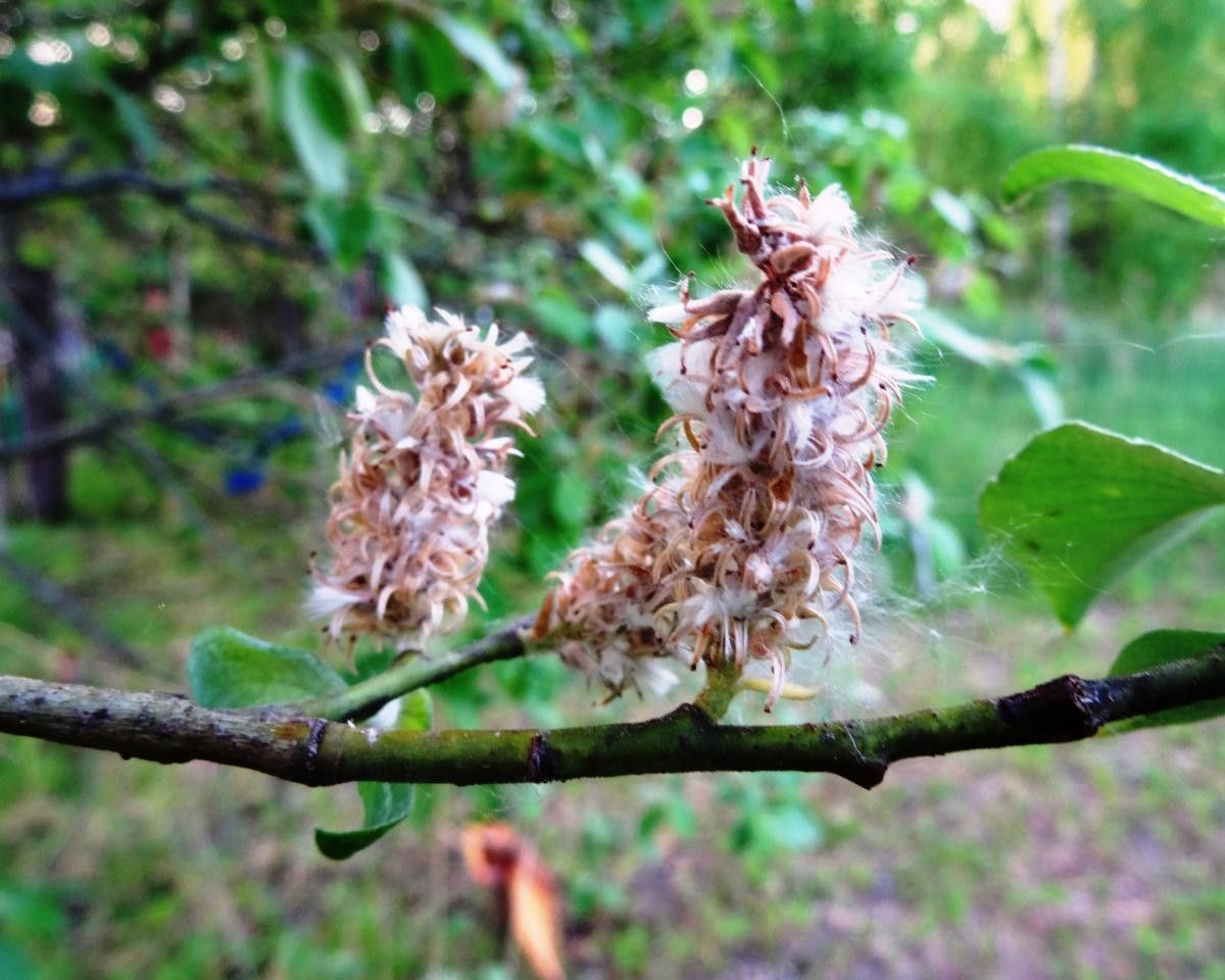 Salix bicolor fruit