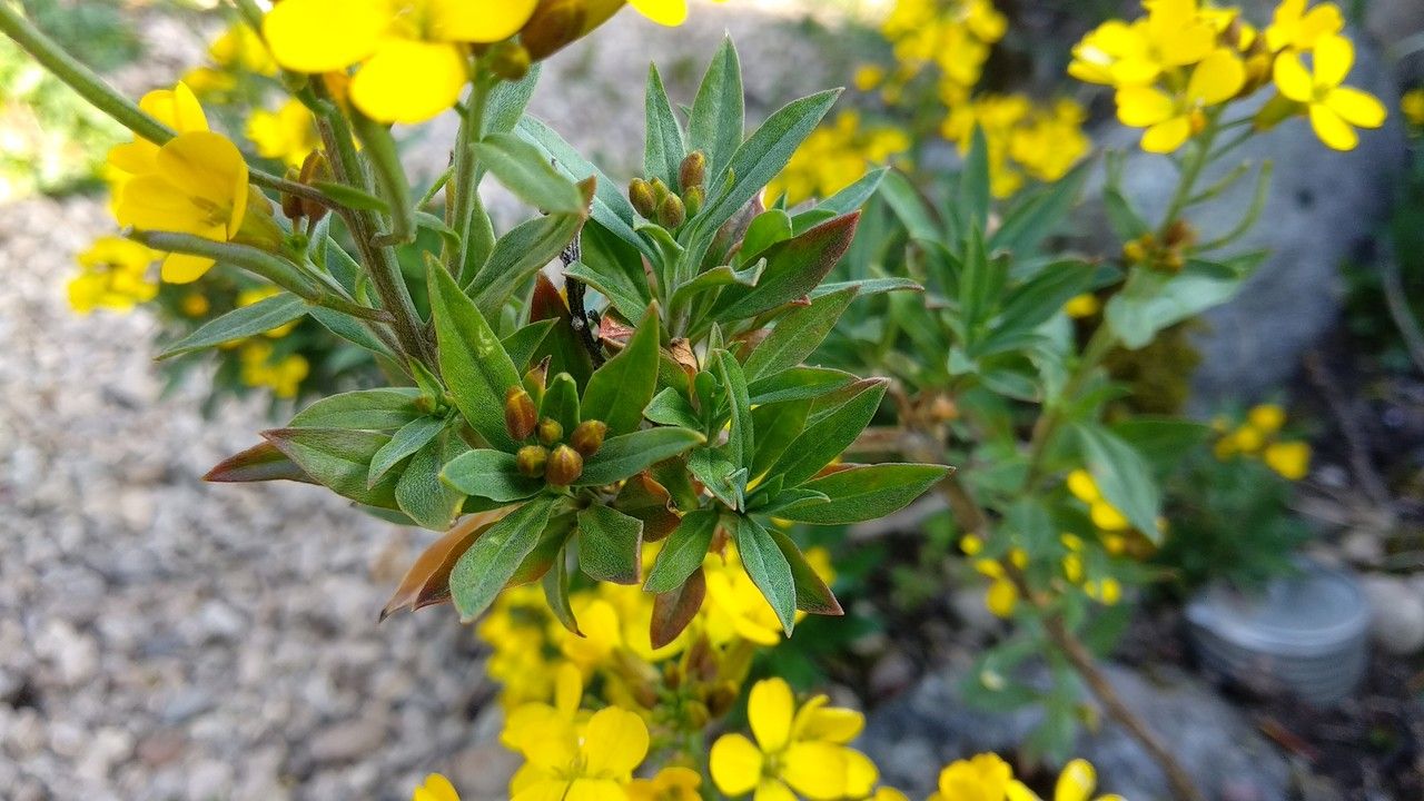 Erysimum sylvestre leaf