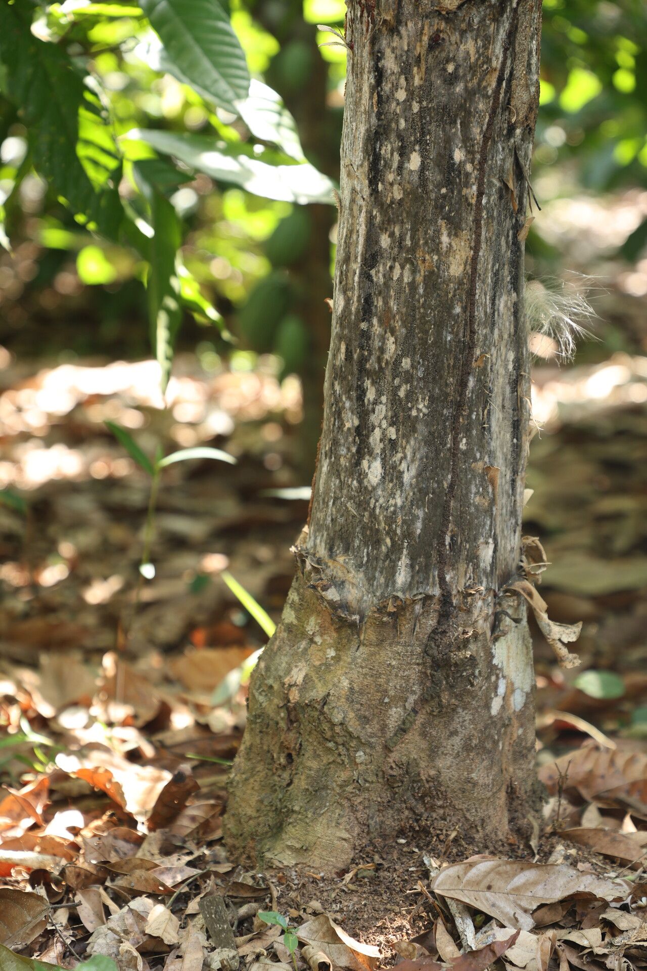 Baphia pubescens bark