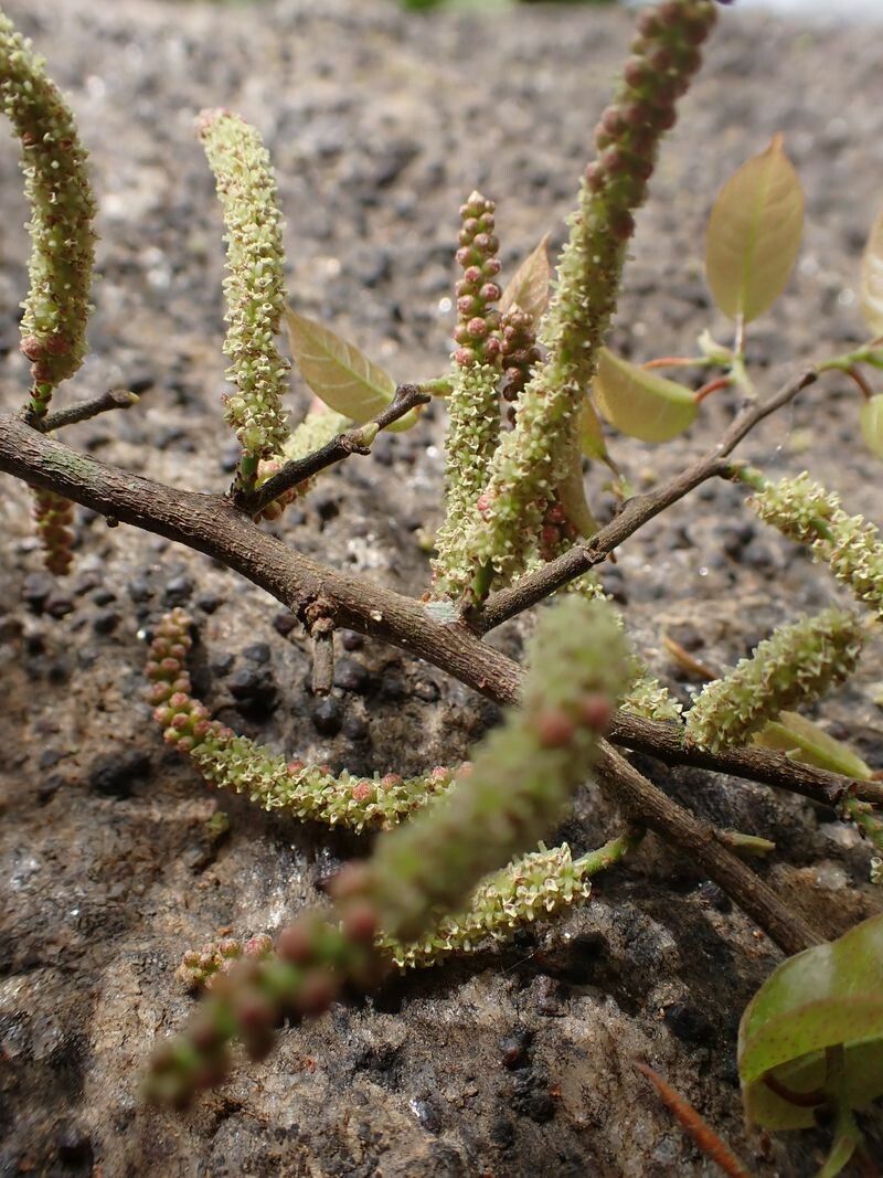 Hymenocardia ripicola flower