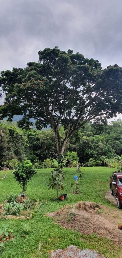 Samanea tubulosa habit