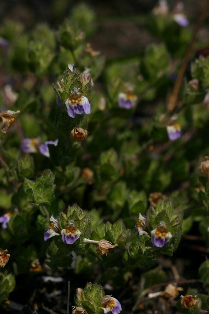 Hygrophila acinos flower