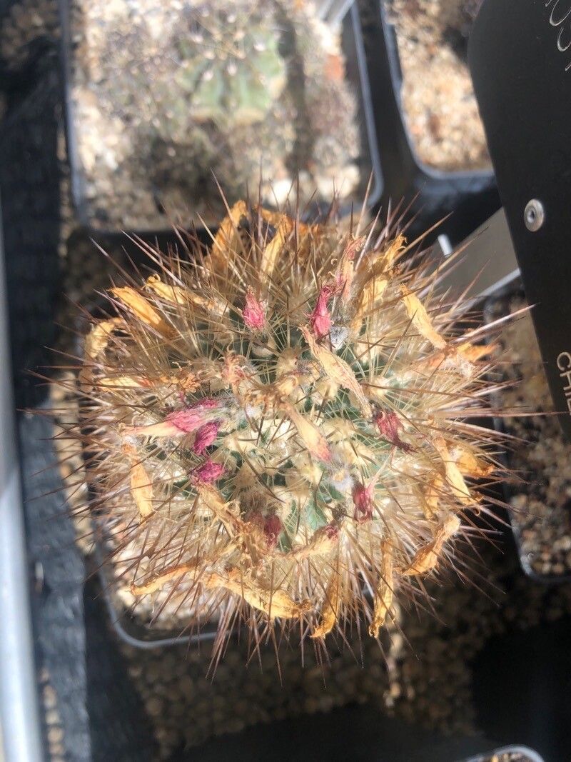 Eriosyce subgibbosa — houseplant care guide