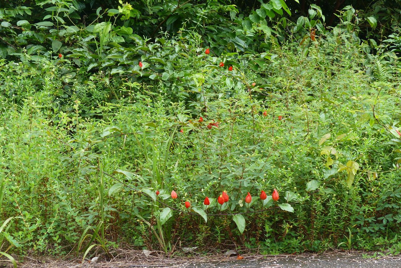 Passiflora coccinea habit