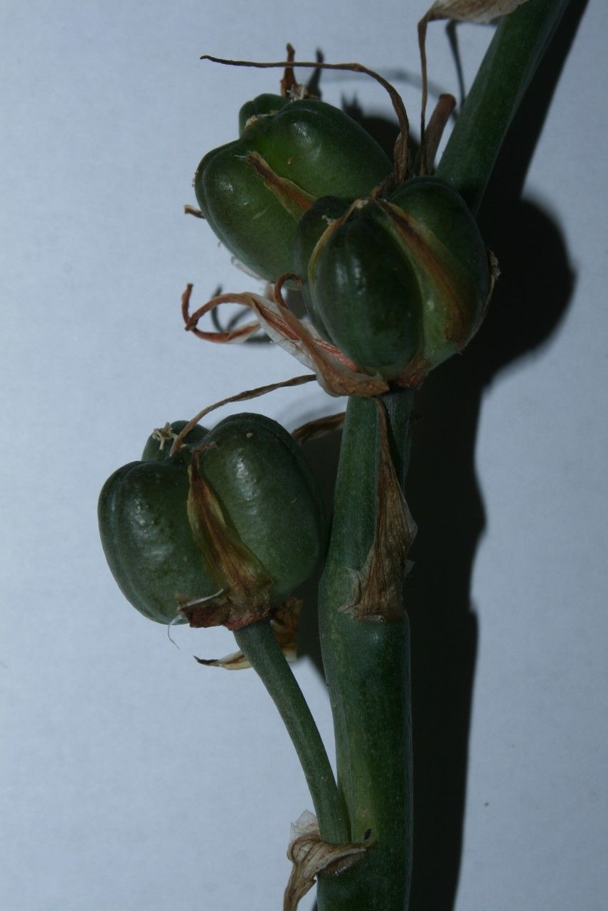 Dipcadi fulvum other