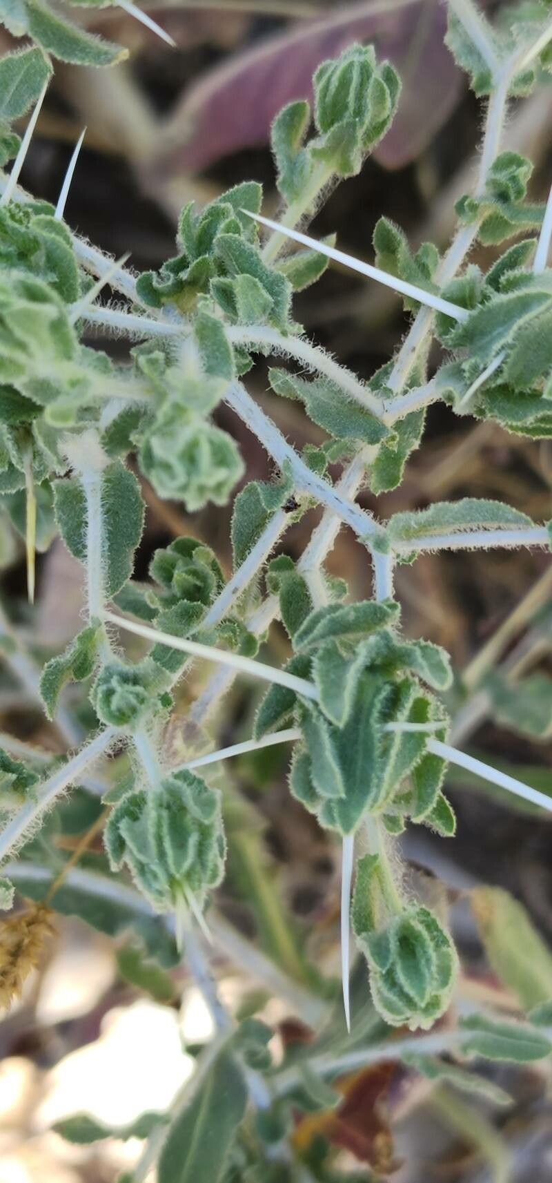 Centaurea bruguieriana bark
