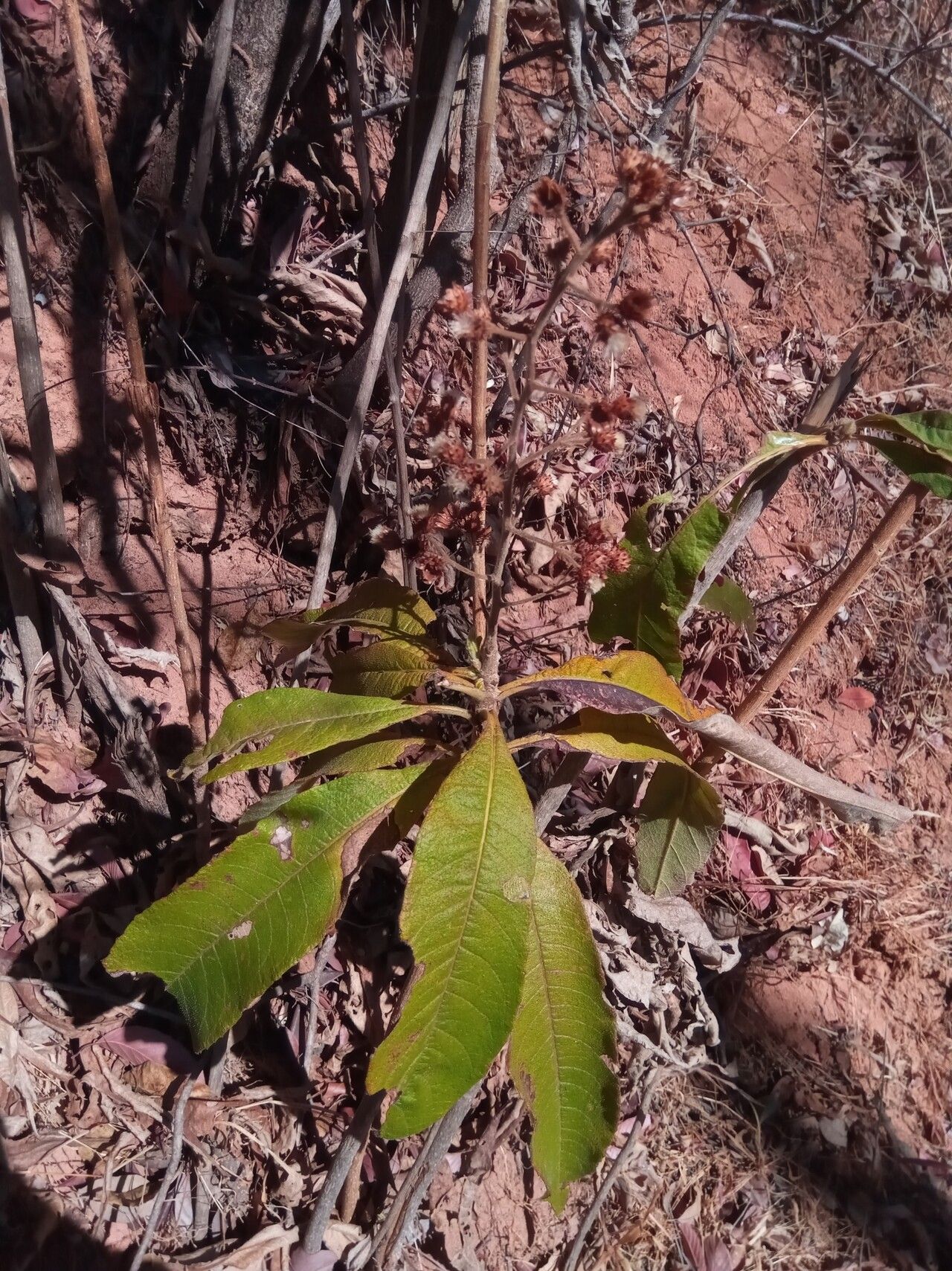Vernonia kenteocephala — houseplant care guide